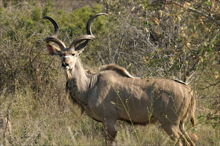 kudu