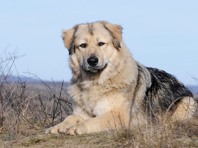 caucasian-shepherd-dog