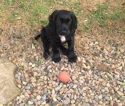 The Whirlwind - RIP Our Beautiful Boy 12/3/18 - 28/4/23