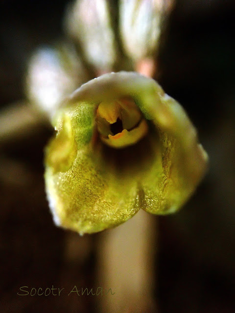 Gastrodia confusa