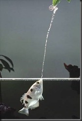 Archerfish-Tunes-its-Shot-Power-to-the-Prey-Size-2