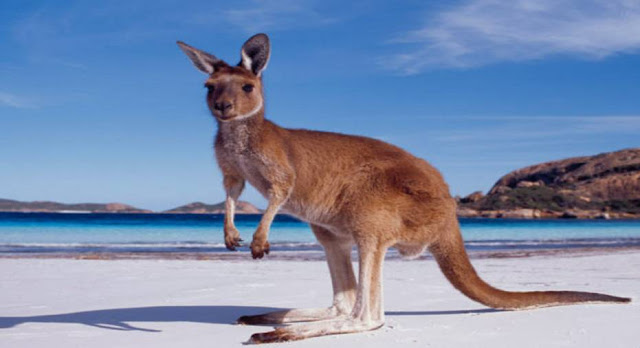 What is the national animal of Australia?