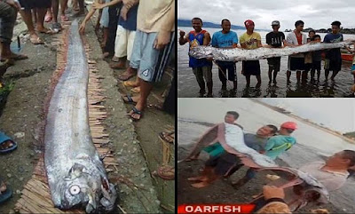 Image result for Giant oarfish (Regalecus glesne) caught in the Philippines after earthquake