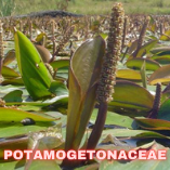 Potamogetonaceae