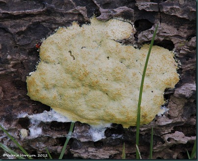 9-slime-mould
