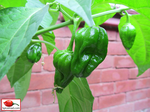 Chocolate Habanero - 31st July 2021