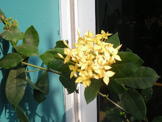 pale yellow Ixora