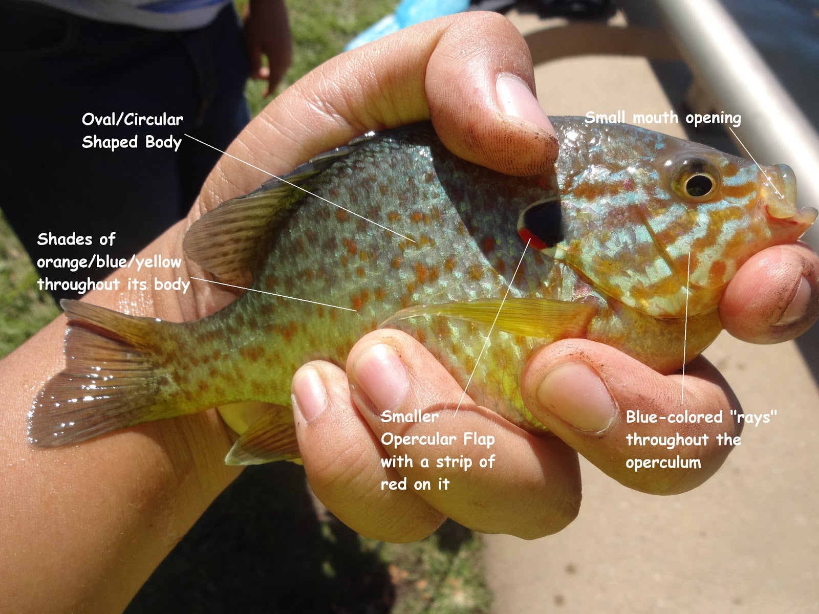 Extreme Philly Fishing: Be a Sunfish Expert: A Simple Guide for