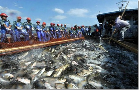 Flying Fish - Amaze Pics