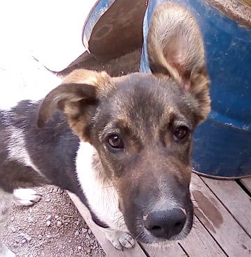 Greek rescue stray dog