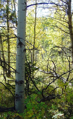 Aspen Trees in Nature have a Straight Central Leader