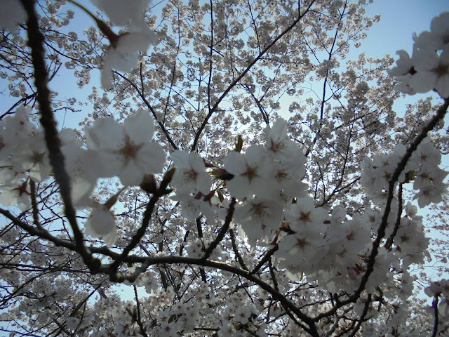 米子城跡のソメイヨシノ桜