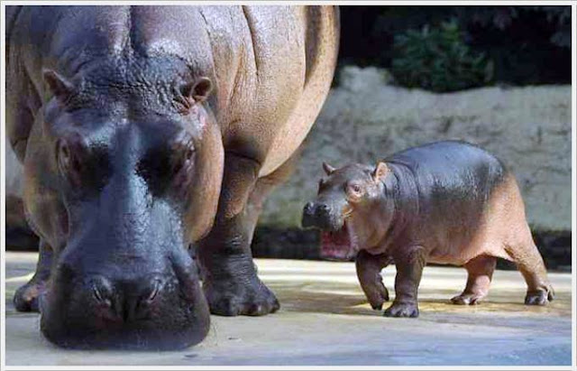 Baby Hippo Born in Berlin Zoo Seen On www.coolpicturegallery.us