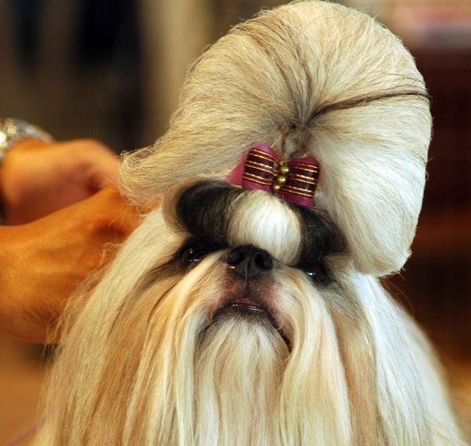 Kania s World Tips Buat Menata  Rambut  Anjing Shih Tzu