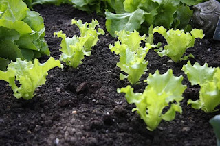 How to grow lettuce indoors and outdoors at home
