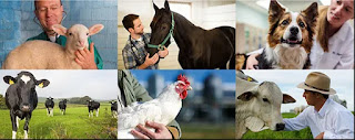 Animal Health: the umbrella of livestock heath