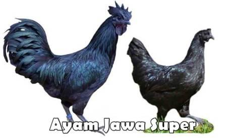 Menetapkan Tujuan Pemeliharaan Ayam Jawa Super