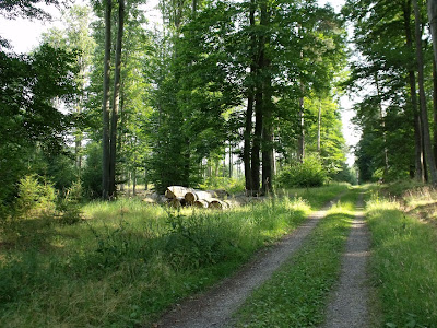 Fondos Verano Bosque