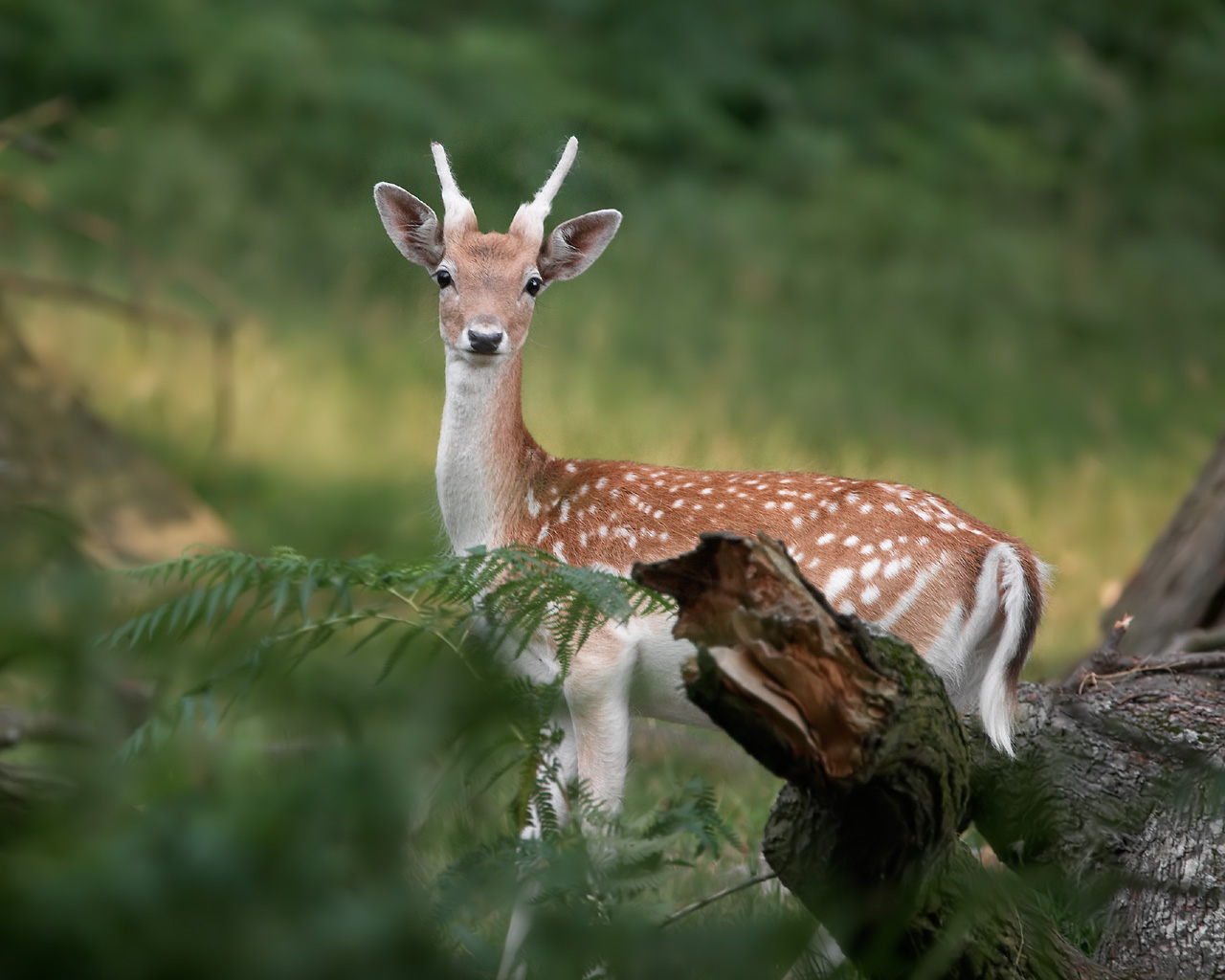 Deer Images ~ High Definition Wallpapers|Nature Wallpapers|Landscape ...