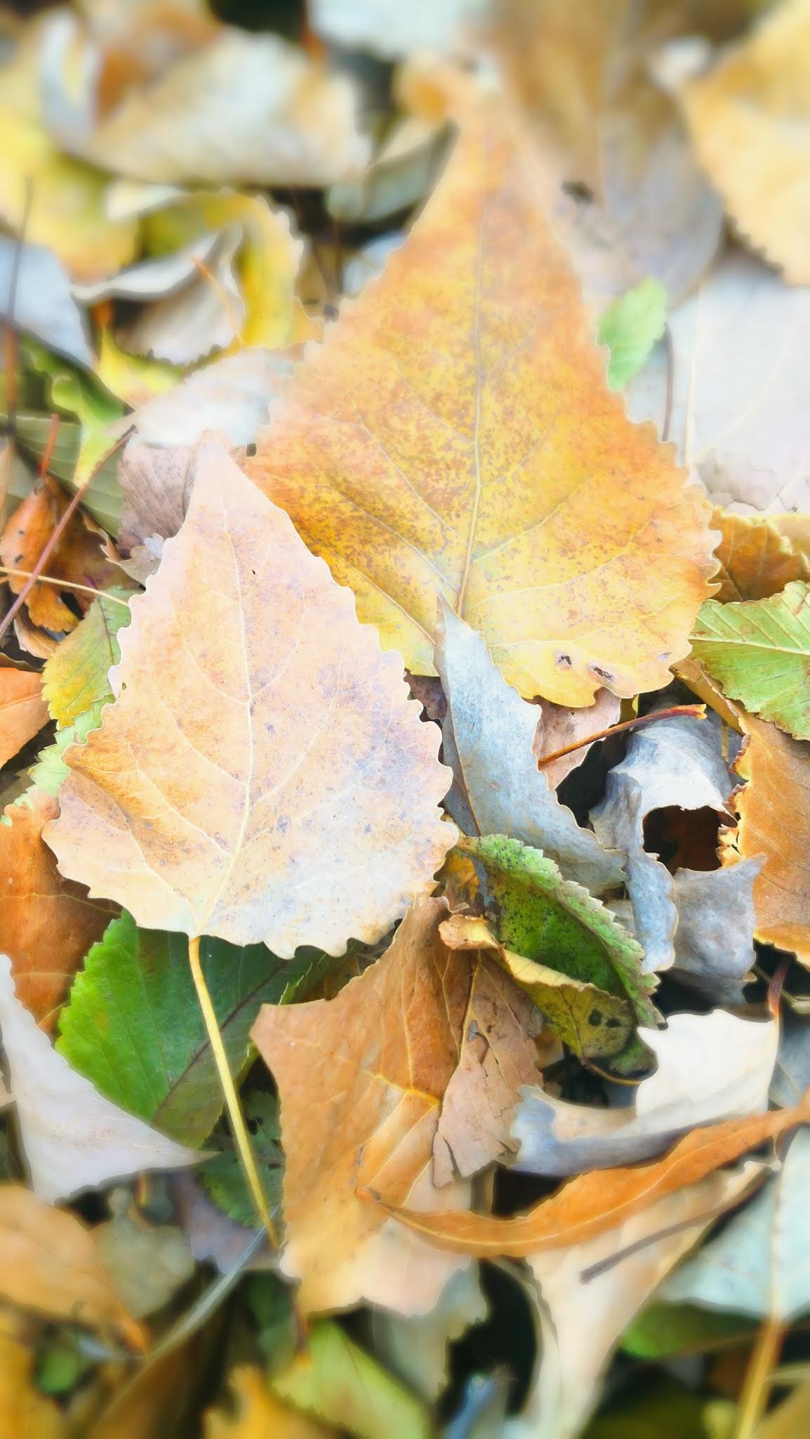 autumn leaves and warm sunset