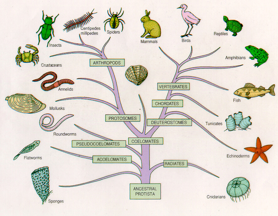 Klasifikasi Tumbuhan dan Hewan ~ Science For Junior High 