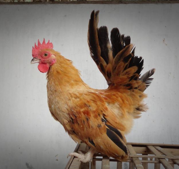 Dhika Utama cara memelihara ayam kate