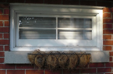 Window Box No Flowers