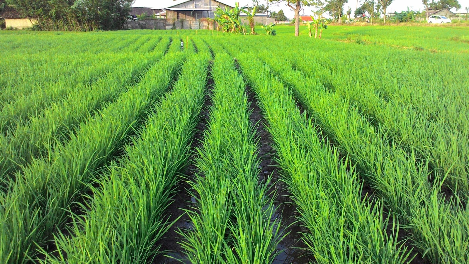 Benih Padi Ciherang Janger Premium Tani Makmur