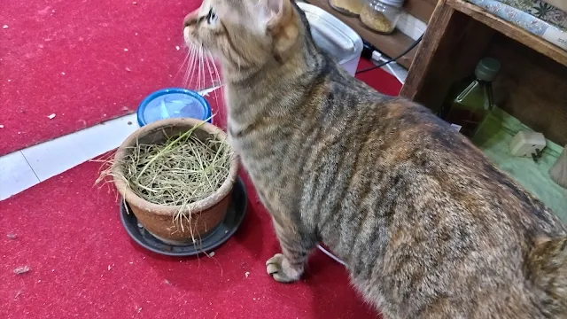 いなくなったキギちゃんを探すうーちゃん
