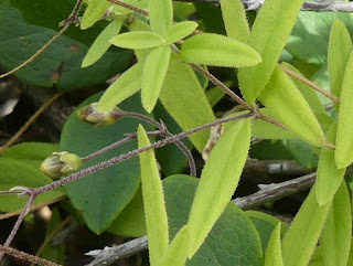 Sabline latériflore - Moehringia lateriflora