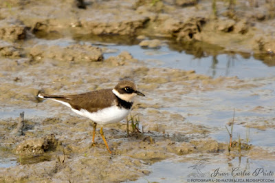 Chorlitejo Grande - Charadrius Hiaticula (fotografia-de-naturaleza.blogspot.com)