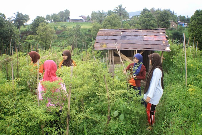 Hari Kedua, Melancong ke Kebun Cabai