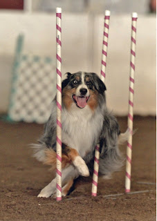 Hobie running through weave pole obstacle - September 2009