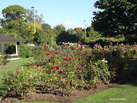 Rose garden view - Mona Vale Garden, Christchurch, New Zealand