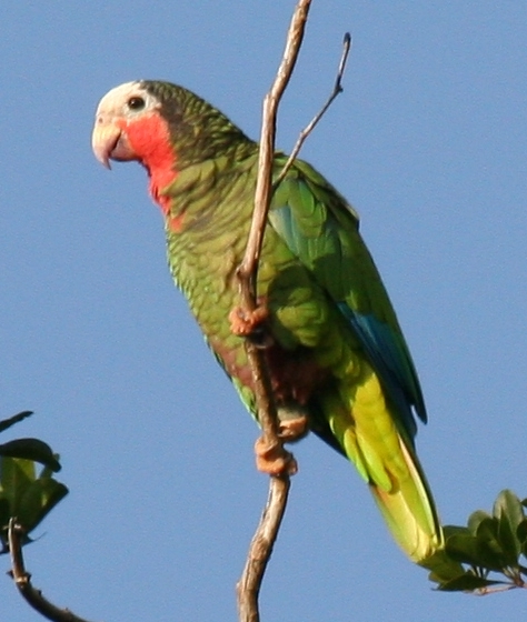 Küba papağanı
