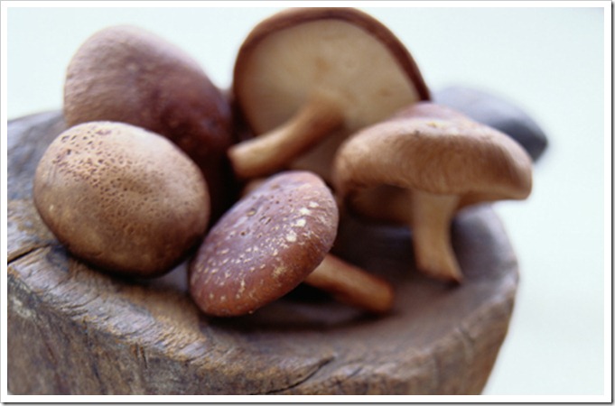 shitake-3