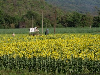 Sunflower Fields