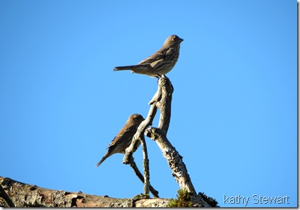 Female House Finch