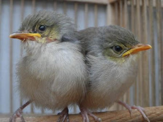  Kicau burung ciblek memang tak perlu diragukan lagi INFO  Cara menciptakan ciblek voer total