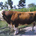 GAMBAR SAPI HEREFORD 5