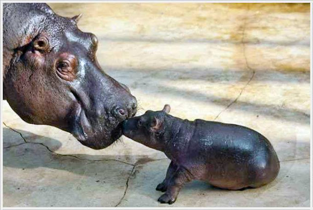 Baby Hippo Born in Berlin Zoo Seen On www.coolpicturegallery.us