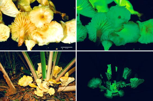 Glow Mushroom