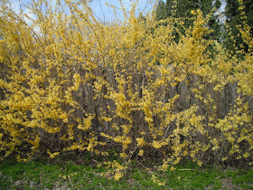 Forsythias in bloom