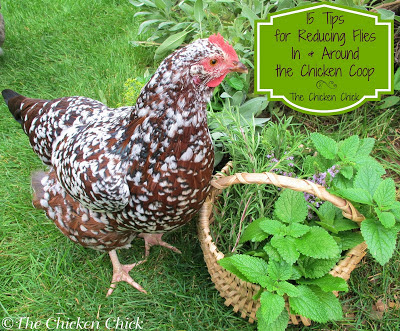 The Chicken Chick®: 15 Tips to Reduce FLIES Around the Chicken Coop