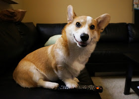 Meet Corgnelius the cutest corgi on the internet, Corgnelius, cute corgi pictures, dog photos