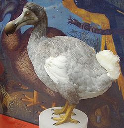 dodo bird