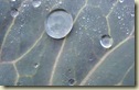 cabbage leaf 1_1_1