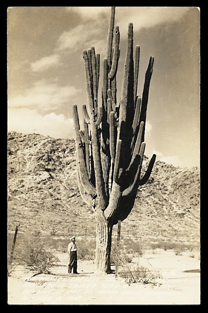 Saguaro cactus