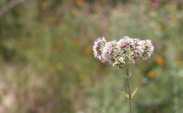 Joe-Pye Weed Flowers