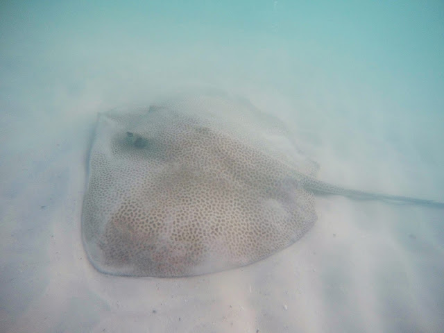 Whitehaven beach stingray australia whitsunday whitsundays sailing